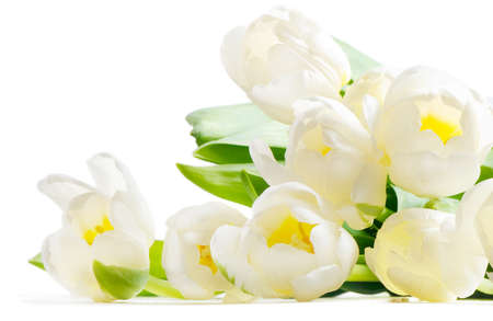 fresh tulips isolated on white backgroundの写真素材