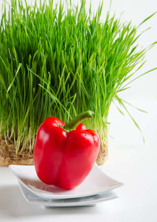 Healthy food - fresh pepper and Germinated Wheat seeds