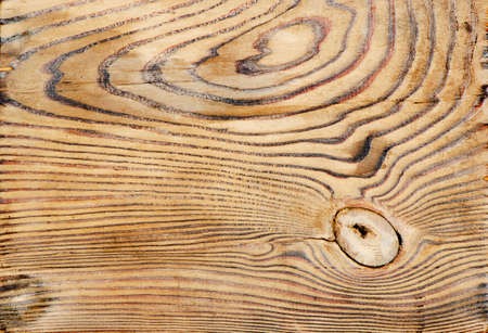 Wooden texture of a tree 
