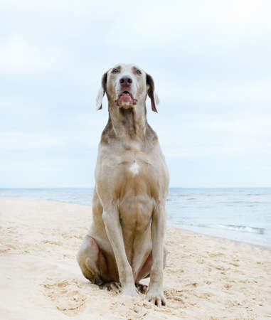 Dog waiting for his  owner  on seacoastの写真素材