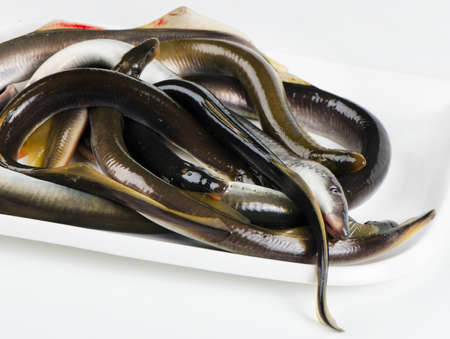 lamprey on white plateの写真素材