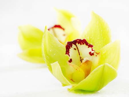 Orchid  close-up S elective focusの写真素材