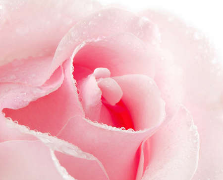 Closeup  of beautiful pink rose with water drops.Isolated on whiteの写真素材