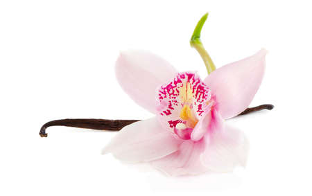 vanilla bean on white backgroundの写真素材