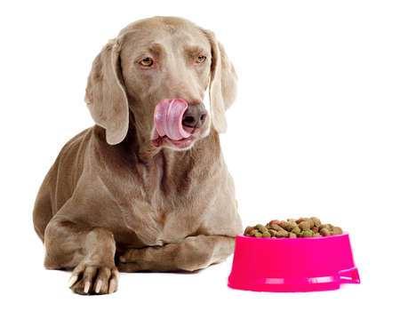 Dog with dog food  isolated on white backgroundの写真素材