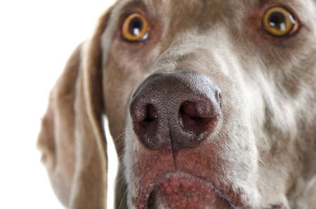 dog isolated on white  Closeup 
