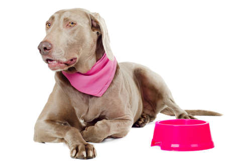 dog with empty bowl  isolated on white backgroundの写真素材
