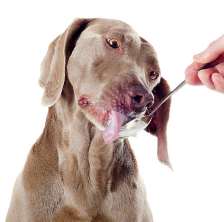 dog with spoon  isolated on white backgroundの写真素材