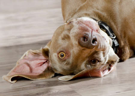 Dog lying indoorsの写真素材