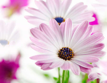 Beautiful spring flowersの写真素材