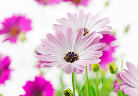 Beautiful spring flowers. Selective focusの写真素材