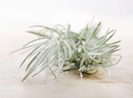 Fresh rosemary on a wooden backgroundの写真素材
