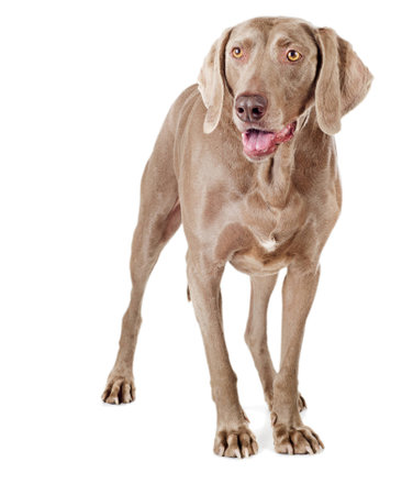 Dog isolated on white backgroundの写真素材
