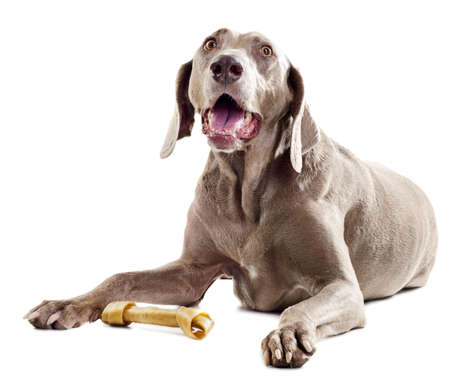 Happy dog with bone isolated on white backgroundの写真素材