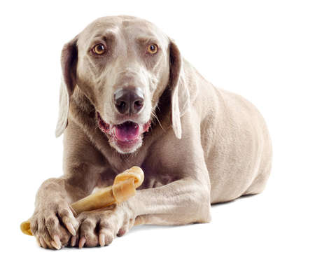 dog with bone isolated on white backgroundの写真素材