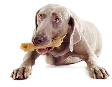 dog with bone isolated on white backgroundの写真素材