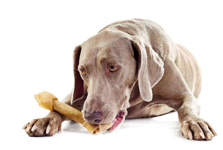 dog with bone isolated on white backgroundの写真素材