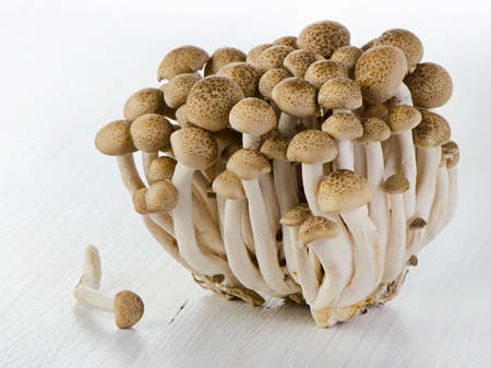 Shimeji mushrooms. Brown beech mushrooms. Selective focusの写真素材