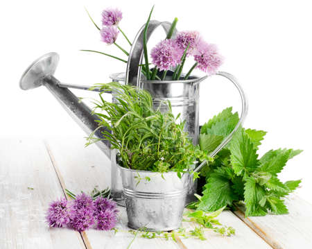 Various fresh herbs isolated on a white background. Selective focusの写真素材