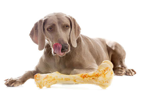 Dog with big bone  isolated on white background.の写真素材