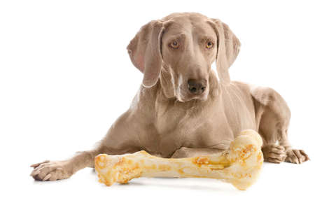 Dog with big bone  isolated on a  white background.の写真素材