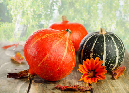 Colorful Pumpkins on green natural background. Selective focus の写真素材