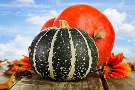 Pumpkins against blue sky. Selective focus の写真素材