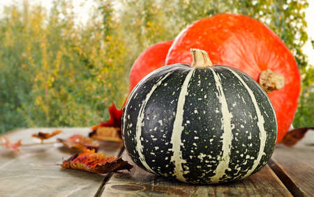 Pumpkins on green natural background. Selective focusの写真素材