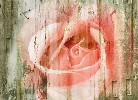 Beautiful pink rose . Closeup. Old grunge backgroundの写真素材
