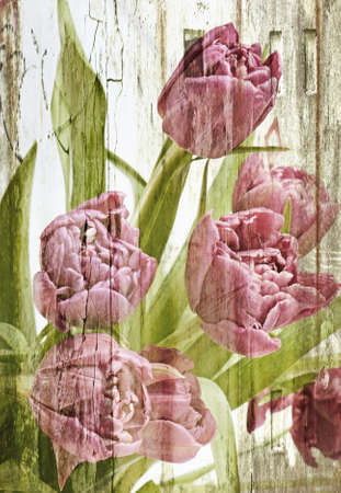 Pink tulips bouquet. の写真素材