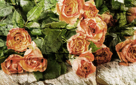 Beautiful orange  roses . Old grunge background