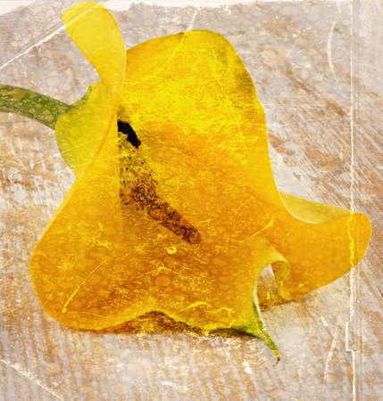 Flower Calla lilies .Old  Vintage  backgroundの写真素材