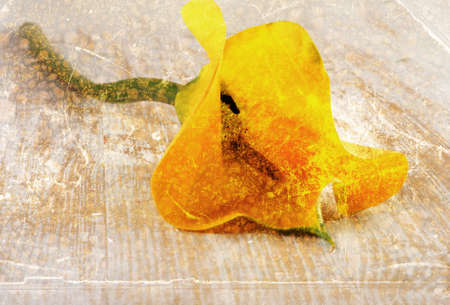 Flower Calla lilies . Vintage  backgroundの写真素材