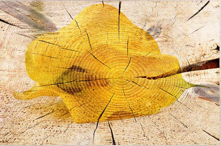 Yellow Calla  .Old  Vintage  backgroundの写真素材