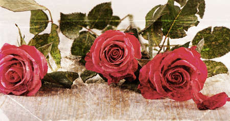 Red roses . Old vintage backgroundの写真素材
