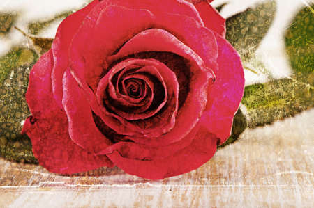 One beautiful red rose . Old vintage backgroundの写真素材