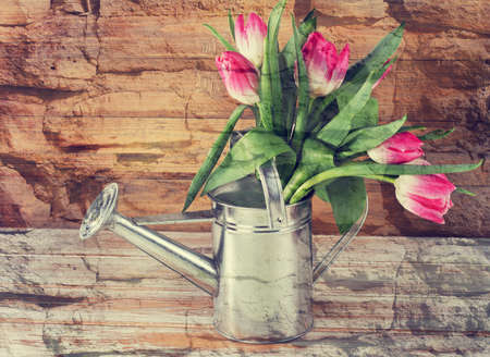 Bouquet of pink  tulips in watering can.の写真素材