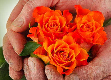 Senior man holding young roses in hands. Vintage  background. Life conceptの写真素材