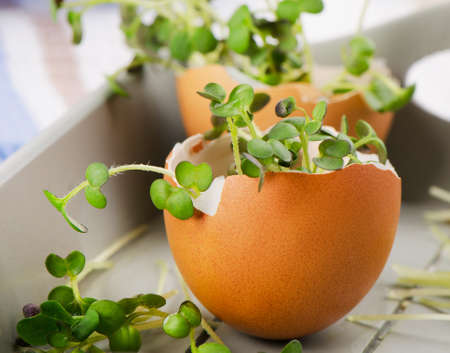Fresh Cress salad in  eggshell. Selective focus