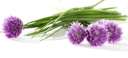 Bunch of fresh green chive on isolated on  white background. Selective focusの写真素材