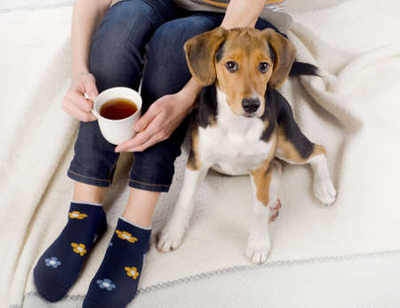 Woman relaxing with beagle puppy and cup of teaの写真素材