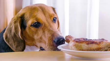 Beagle puppy looking  to roasted chicken leg  on  a white plate.の写真素材
