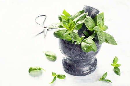 Green fresh basil for healthy cooking.の写真素材