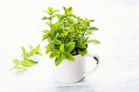 Bunch of fresh green mintの写真素材