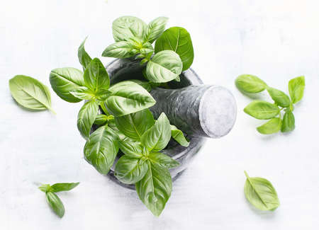 Green fresh basil for healthy cooking.の写真素材