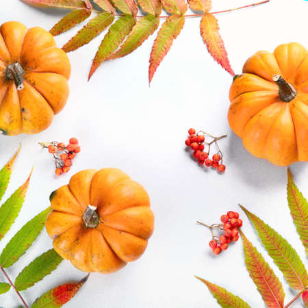 Pumpkins. Autumn concept. Flat lay, top viewの写真素材