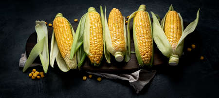 Raw corn or maize on dark background. Harvest food concept. panorama