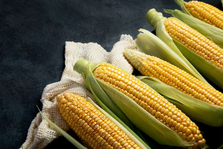 Raw corn or maize on dark background. Harvest food concept. copy spaceの写真素材