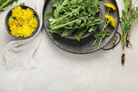 Fresh dandelion on light background. Edible plant and nectariferous. Flat lay, top view, copy spaceの写真素材