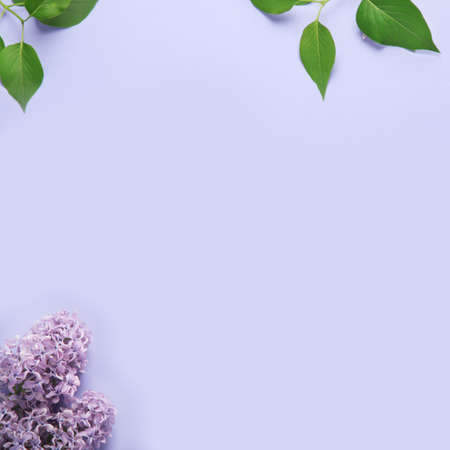 White and pink background with lilac flowers. spring natural background. Top view, flat lay, copy spaceの写真素材